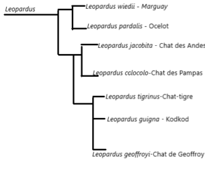 arbre phylogénétique du Chat des Pampas (Colocolo)
