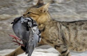 nourriture chat barf chat