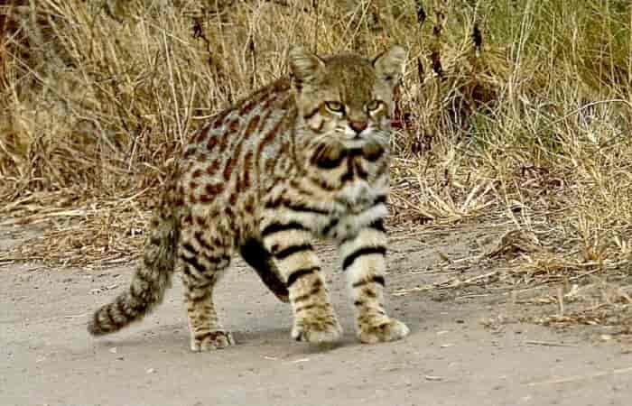 chat des Pampas - Colocolo