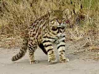 chat des Pampas (ou Colocolo)