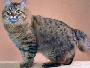 chat de race American Bobtail