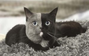 10 races de chat les plus rares