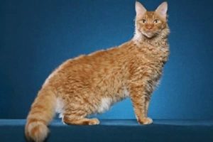 chat rare Laperm