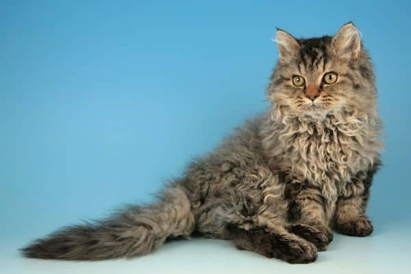 chat rare Selkirk Rex