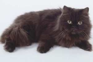 chat rare York Chocolat