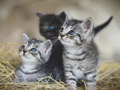 chatons de race American Shorthair