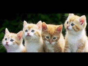 4 chatons de race American Wirehair