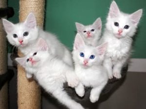 chatons de race Angora Turc