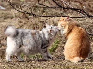 chats de race Kurilian Bobtail