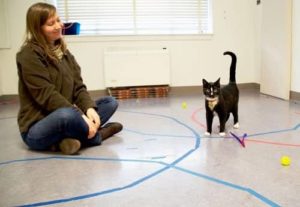 expérience sur le degré d'attachement des chats envers l'Homme