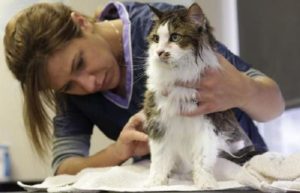 Nœuds dans la fourrure du chat
