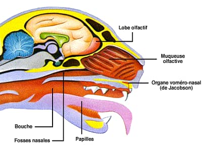 organe de Jacobson du chat