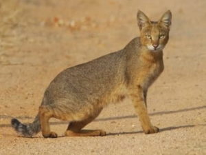 chat des Marais (Felis chaus)