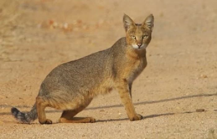 félin sauvage Chat des Marais