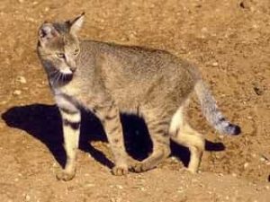 félin sauvage - chat des Marais