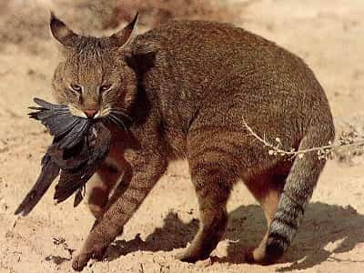 chat des Marais attrapant un oiseau