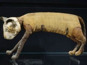 chat momifié en Égypte