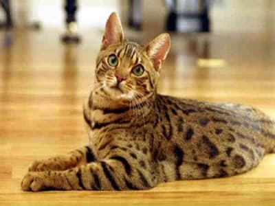 chat de race Bengal