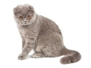 chat de race Scottish Fold