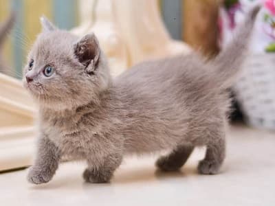 race chaton Munchkin