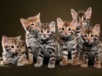 race chatons Bengal