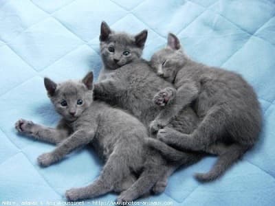 races chatons Bleu Russe