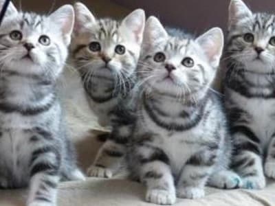 race chatons British Shorthair