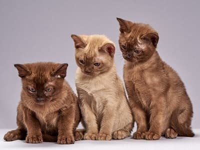 chatons race Burmese