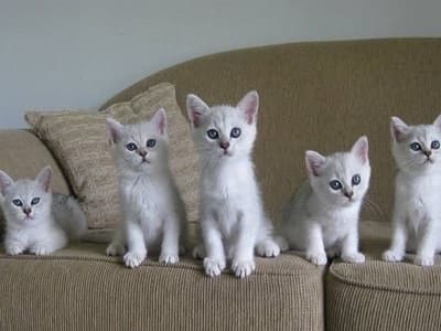 chatons race Burmilla