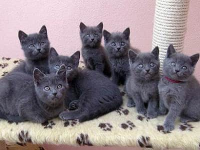 chatons de race Chartreux