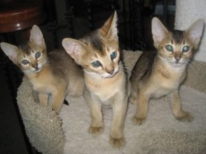 chatons de race Chausie