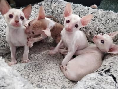 chatons de race Cornish Rex