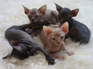 chatons de race Donskoy