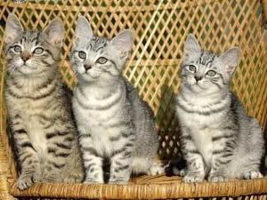 chatons de race European Shorthair