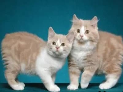 race chatons Manx