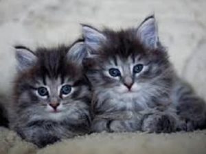 race chatons Norvegien