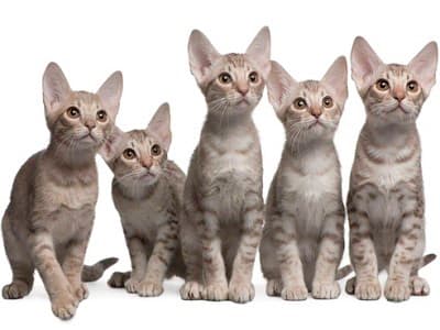 race chatons Ocicat