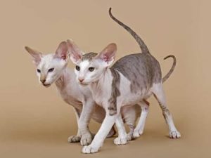 chatons race Oriental Shorthair