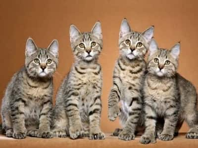 chatons de race Pixie-Bob