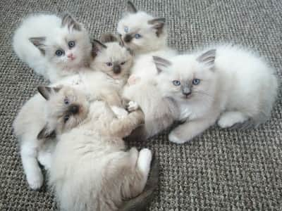 chatons de race Ragdoll