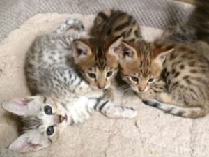 chatons de race Savannah