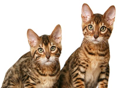 chats race California Spangled race chats California Spangled