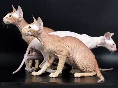 race chat Peterbald