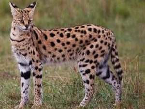 serval