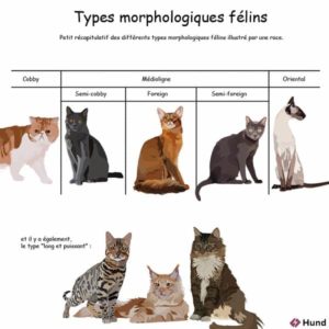 types morphologiques chez le chat