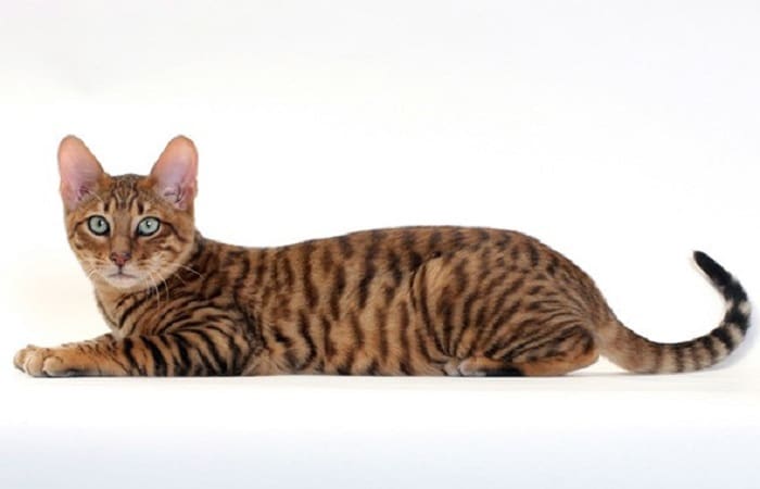 chat de race Toyger