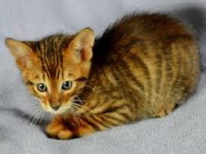 chaton de race Toyger