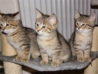 chatons de race Ashera