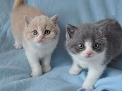 chatons de race Brazilian Shorthair