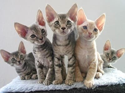 chatons de race Devon Rex